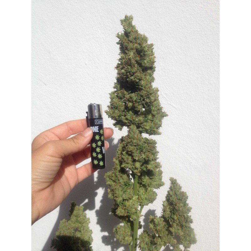 Sumo Seeds - Zombie Haze Auto (auto/fem.)
