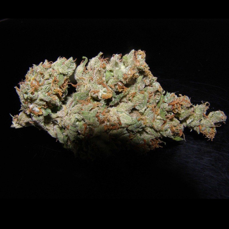 Sumo Seeds - Zombie Haze Auto (auto/fem.)