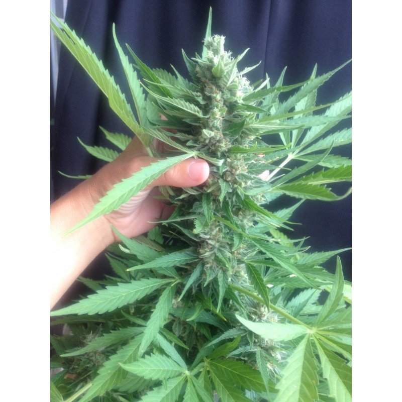 Sumo Seeds - Zombie Haze Auto (auto/fem.)