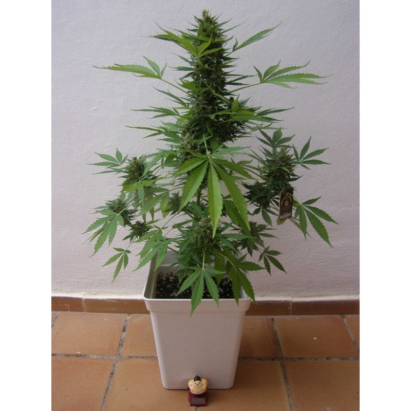 Sumo Seeds - Zombie Haze Auto (auto/fem.)