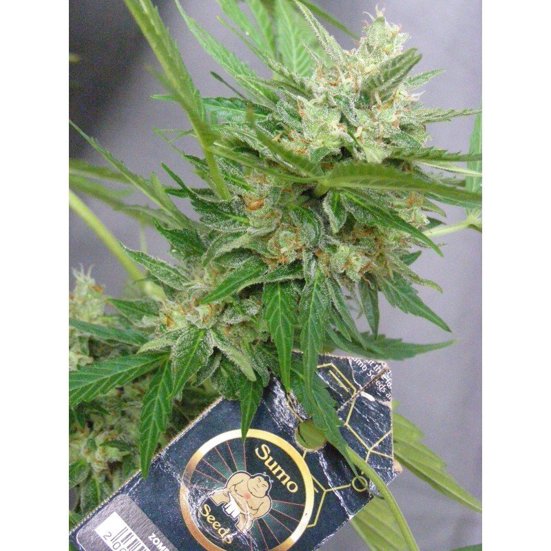 Sumo Seeds - Zombie Haze Auto (auto/fem.)