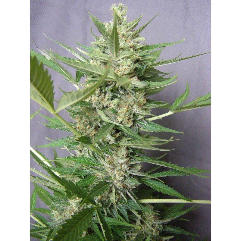 Sumo Seeds - Zombie Haze Auto (auto/fem.)