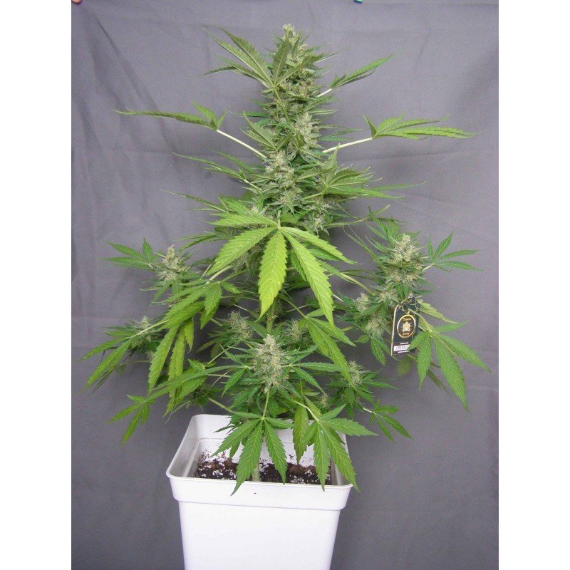 Sumo Seeds - Zombie Haze Auto (auto/fem.)