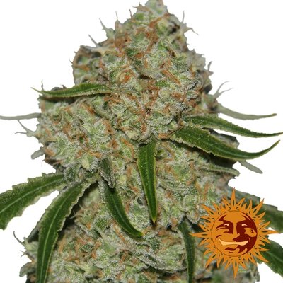 Barney's Farm - Phantom OG (fem.) 05596