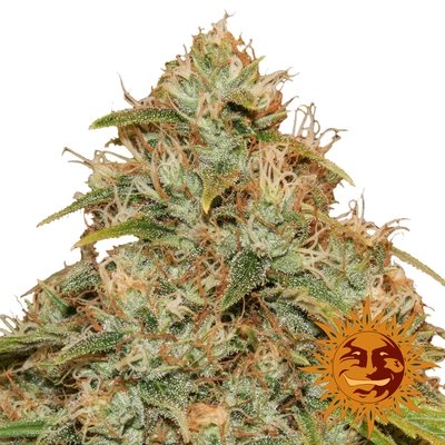 Barney's Farm - CBD Lemon Potion Auto (auto/fem.) 05598