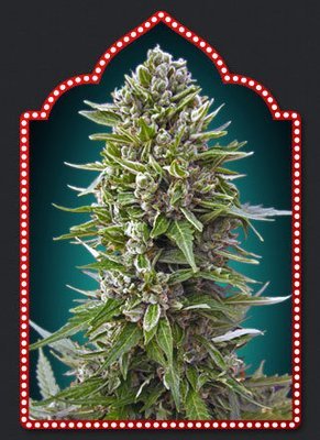 00 Seeds - Коллекция автоцветущих феминизированных семян конопли #2 (auto/fem.) 05608