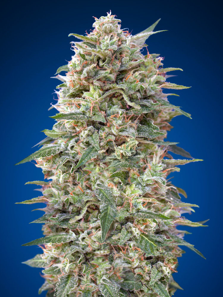 00 Seeds - California Kush (fem.)