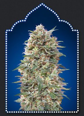 00 Seeds - California Kush (fem.) 05609