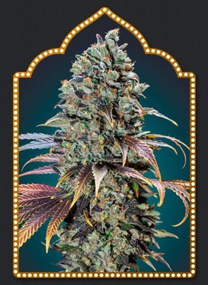 00 Seeds - Chocolate Cream (fem.) 05610