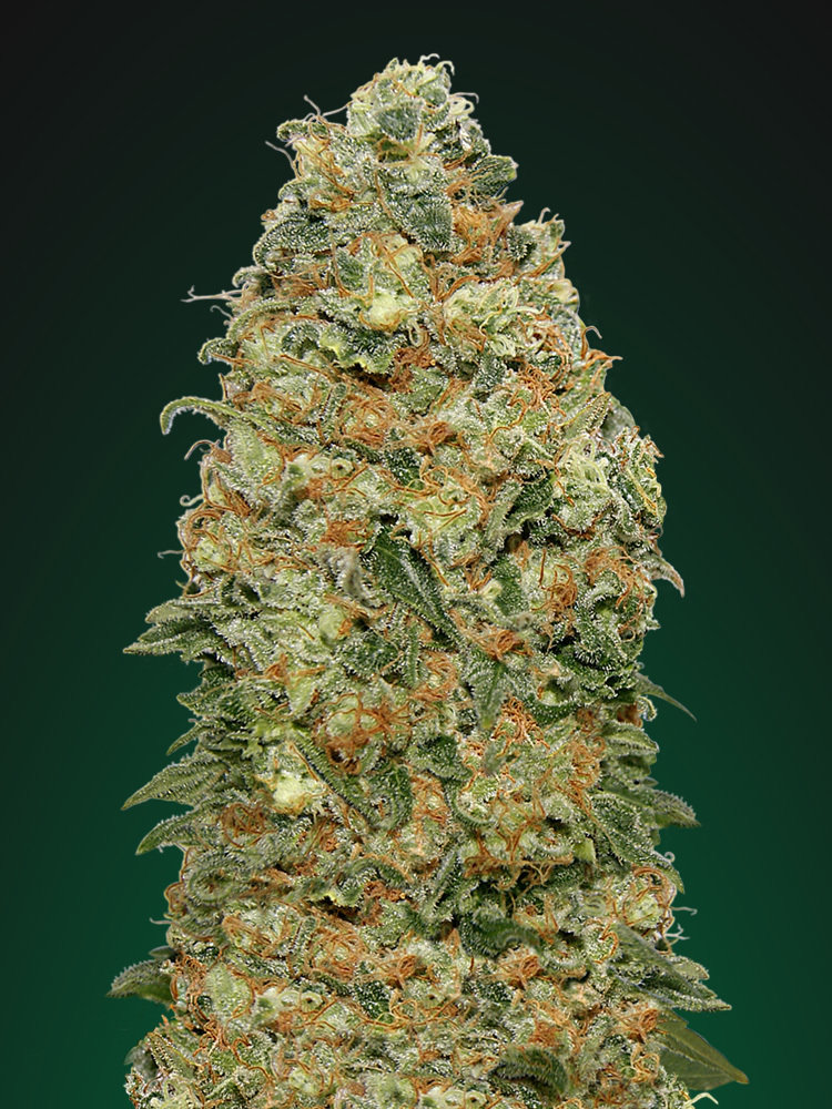 00 Seeds - White Widow (fem.)