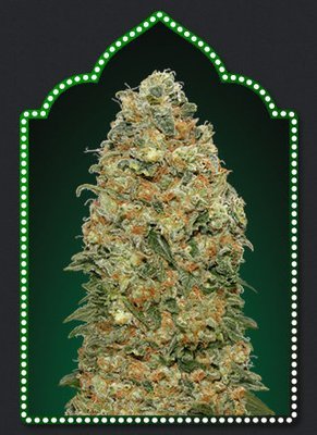 00 Seeds - White Widow (fem.) 05611