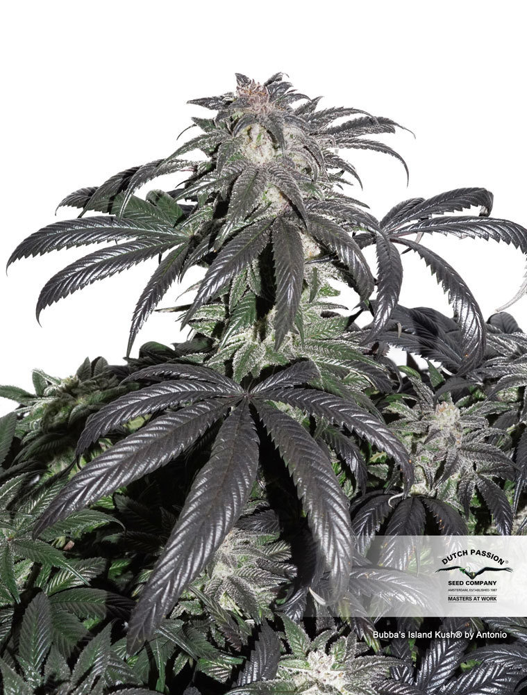 Dutch Passion - Bubba Island Kush (fem.)