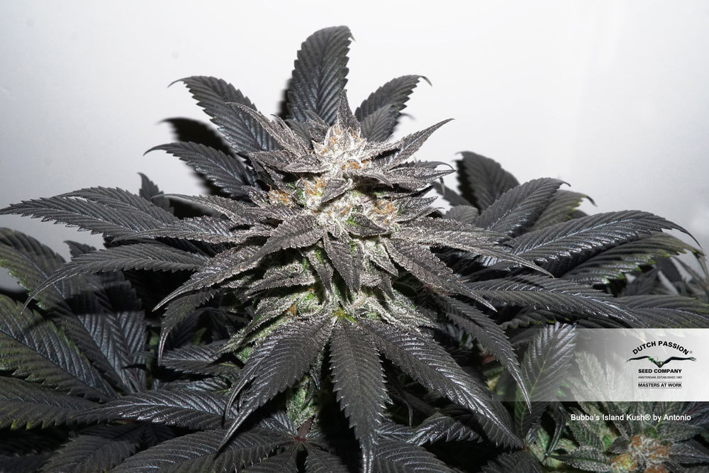 Dutch Passion - Bubba Island Kush (fem.)