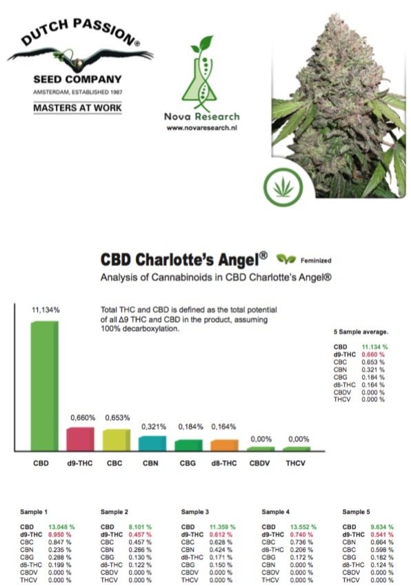 Dutch Passion - CBD Charlottes Angel (fem.)