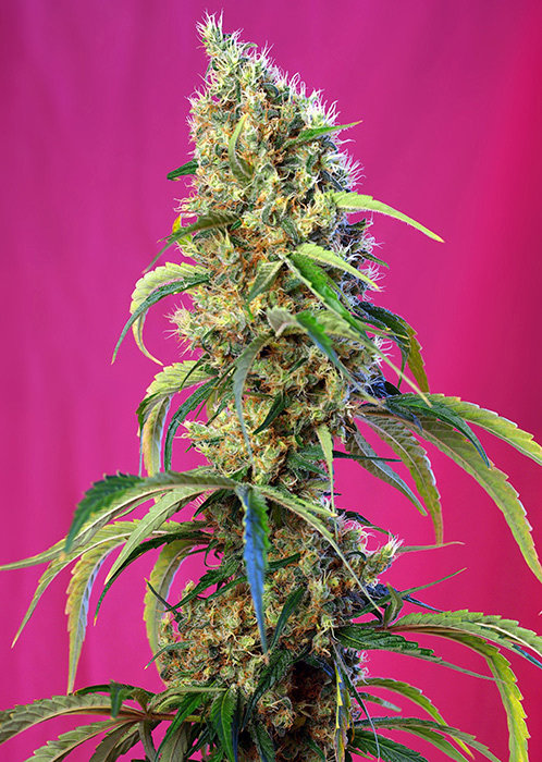 Sweet Seeds - Black Jack CBD (fem.)
