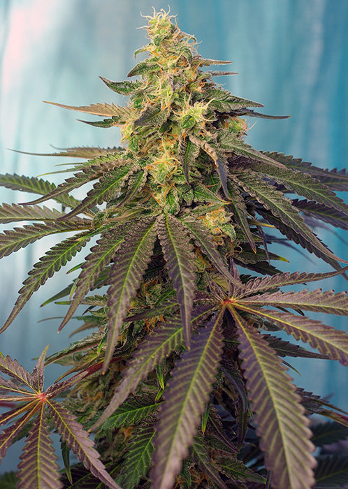 Sweet Seeds - Cream Caramel CBD (fem.)