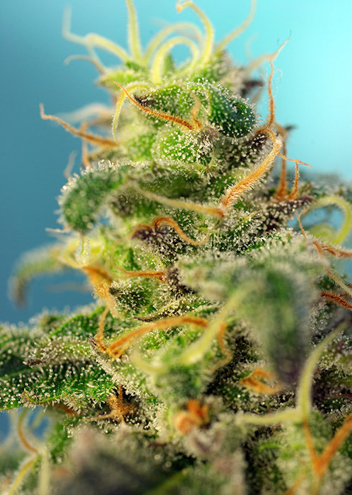 Sweet Seeds - Cream Caramel CBD (fem.)