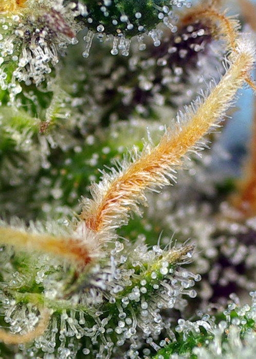 Sweet Seeds - Cream Caramel CBD (fem.)
