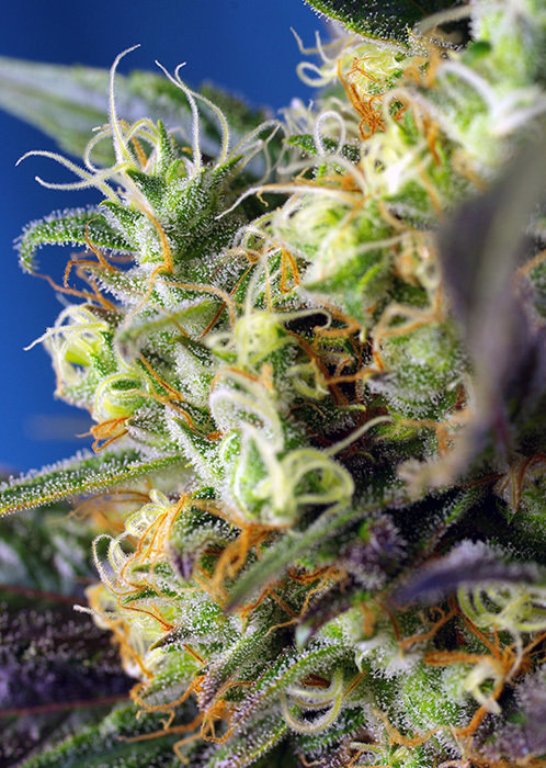 Sweet Seeds - NYC Diesel CBD aka Ice Cool CBD (fem.)