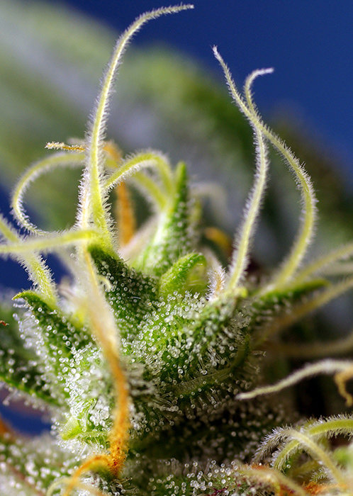 Sweet Seeds - NYC Diesel CBD aka Ice Cool CBD (fem.)