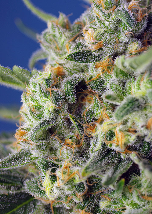 Sweet Seeds - Sweet Pure CBD (fem.)