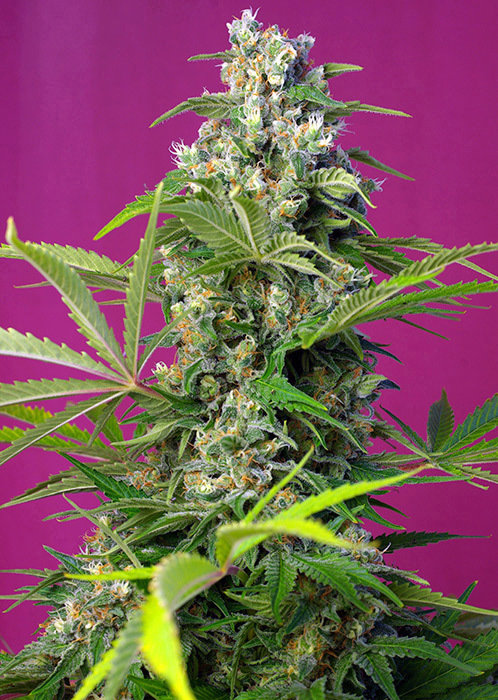 Sweet Seeds - Gorilla Girl (fem.)
