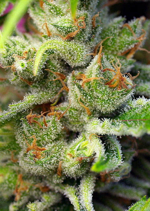 Sweet Seeds - Gorilla Girl (fem.)