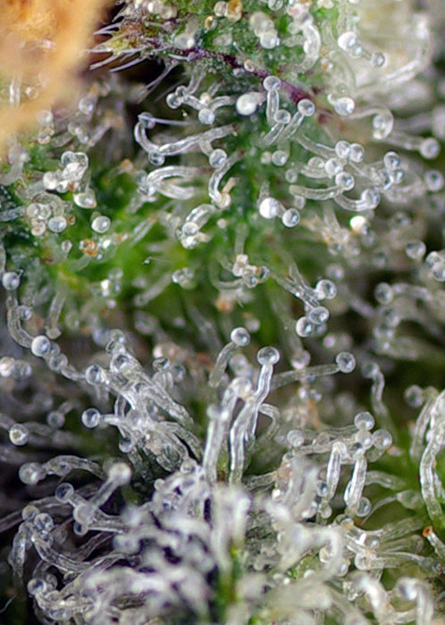 Sweet Seeds - Gorilla Girl (fem.)