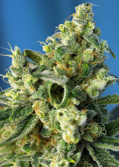Sweet Seeds - Sweet Amnesia Haze (fem.)