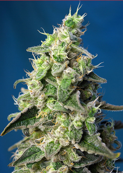 Sweet Seeds - Green Poison XL Auto (auto/fem.)