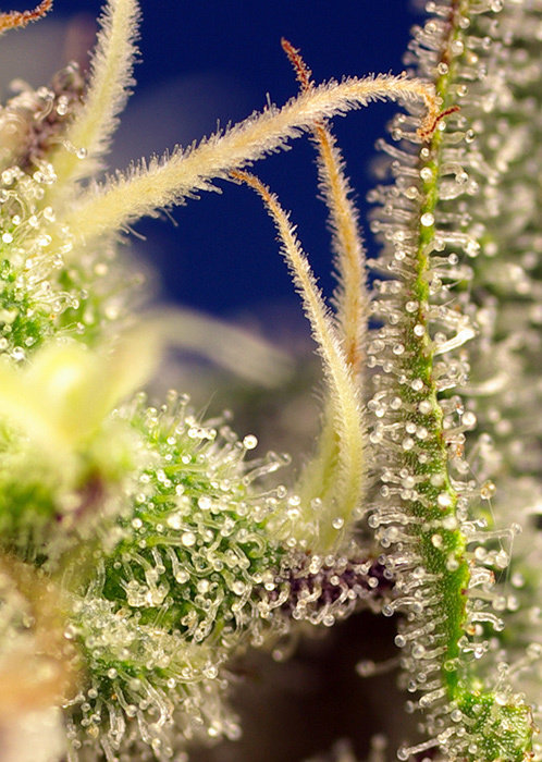 Sweet Seeds - Green Poison XL Auto (auto/fem.)