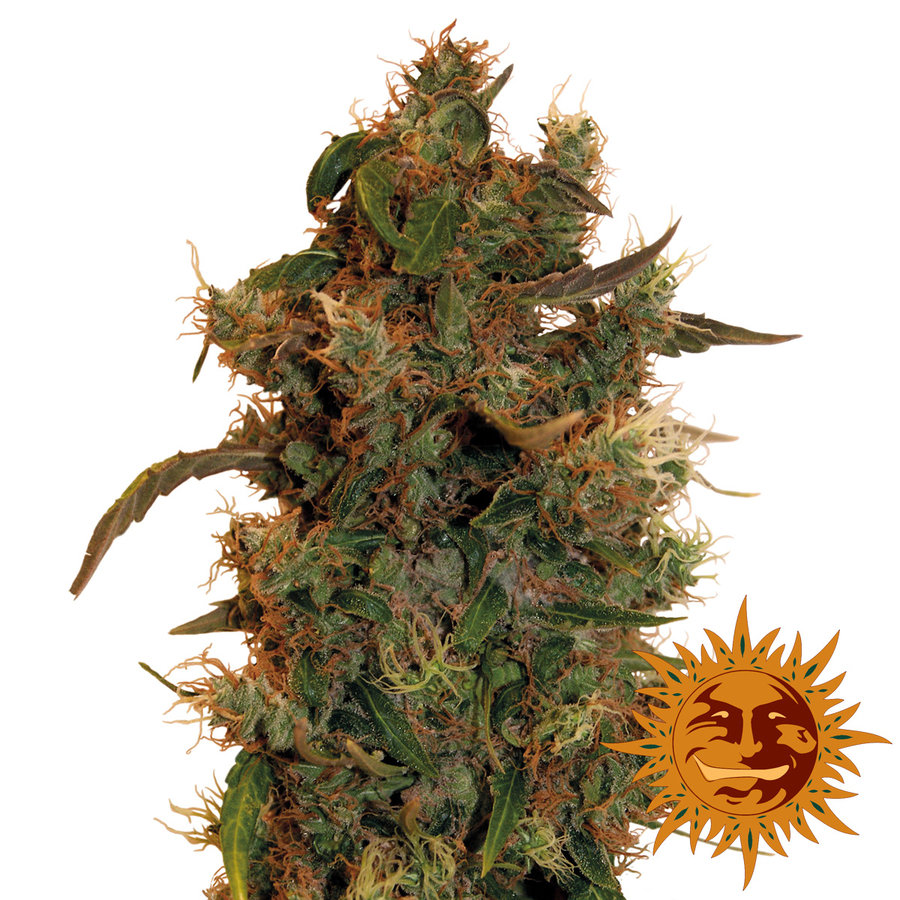 Barney's Farm - 8 Ball Kush (fem.)