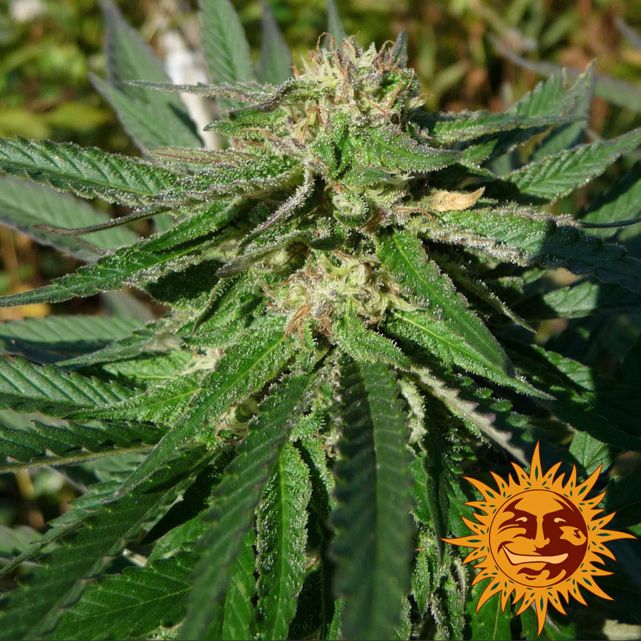 Blue Balls Kush
