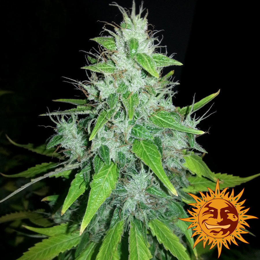 Barney's Farm - 8 Ball Kush (fem.)