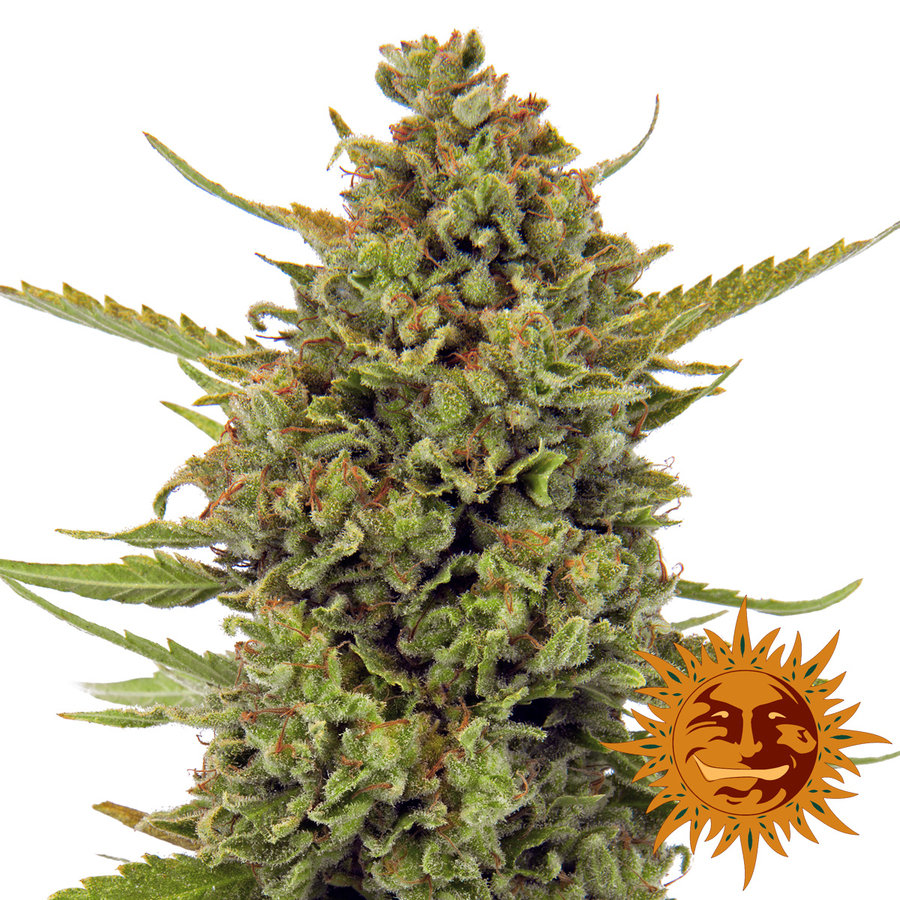 Barney's Farm - Acapulco Gold (fem.)