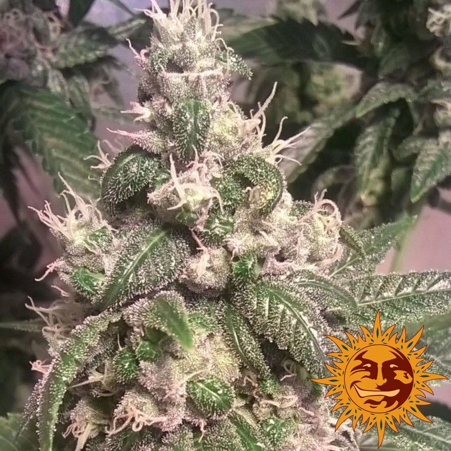 Barney's Farm - Acapulco Gold (fem.)