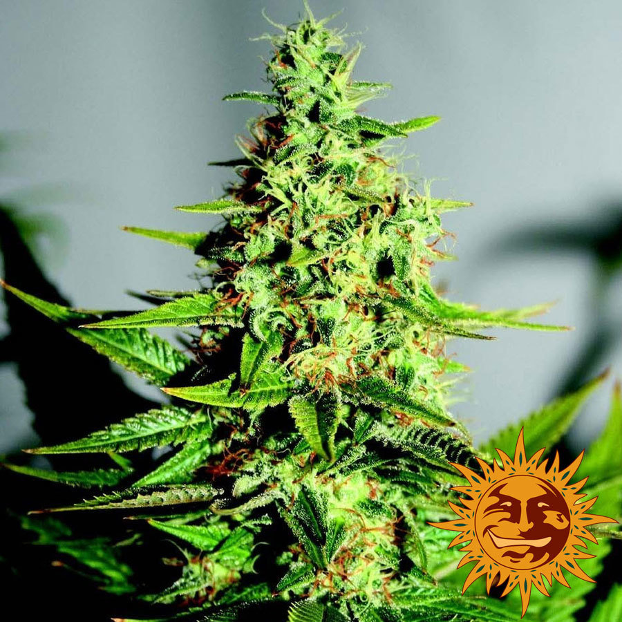 Barney's Farm - Acapulco Gold (fem.)