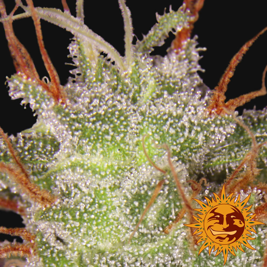 Barney's Farm - Amnesia Lemon (fem.)