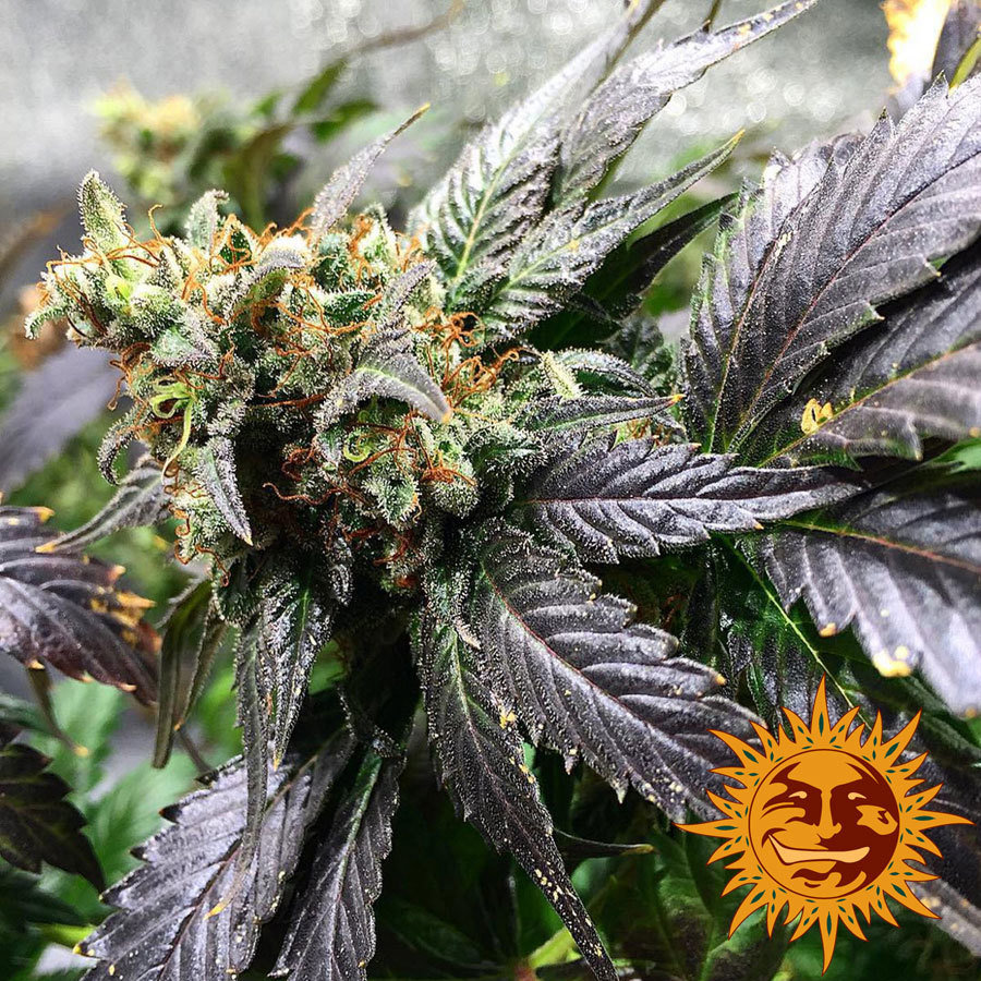 Barney's Farm - Amnesia Lemon (fem.)