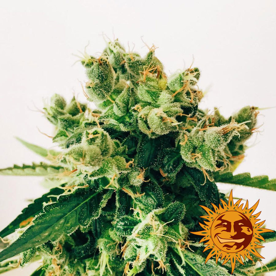 Barney's Farm - Amnesia Lemon (fem.)