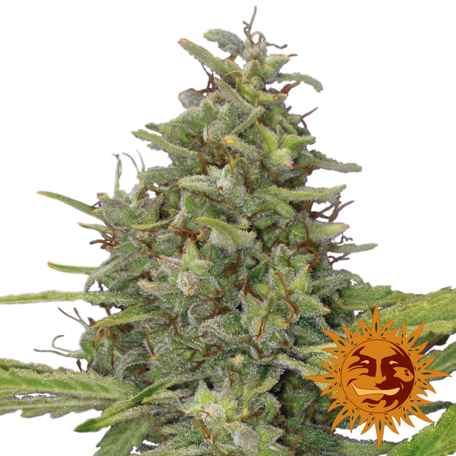 Barney's Farm - G13 Haze (fem.)