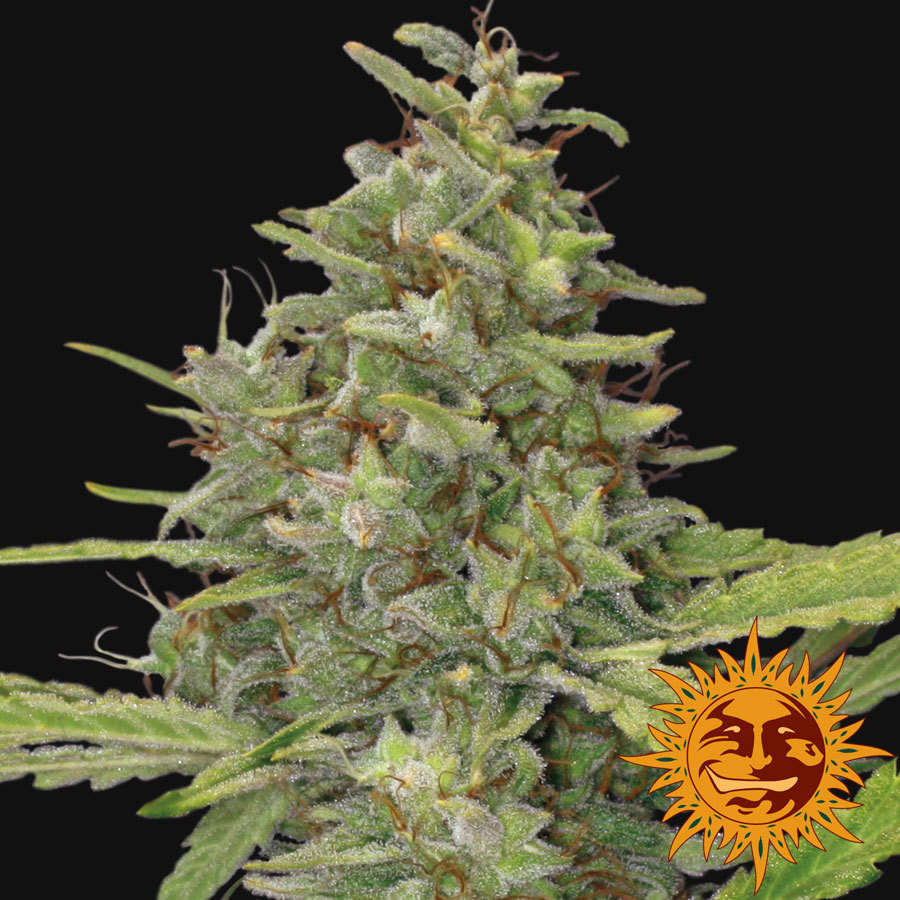 Barney's Farm - G13 Haze (fem.)