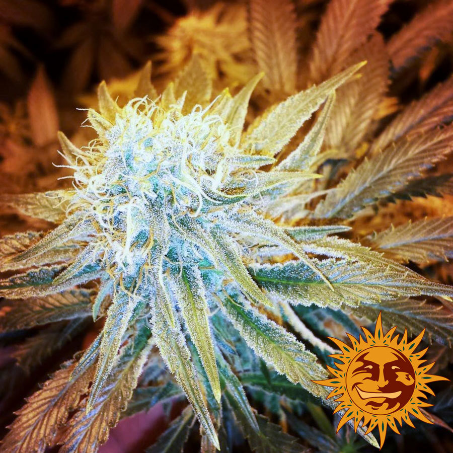 Barney's Farm - G13 Haze (fem.)