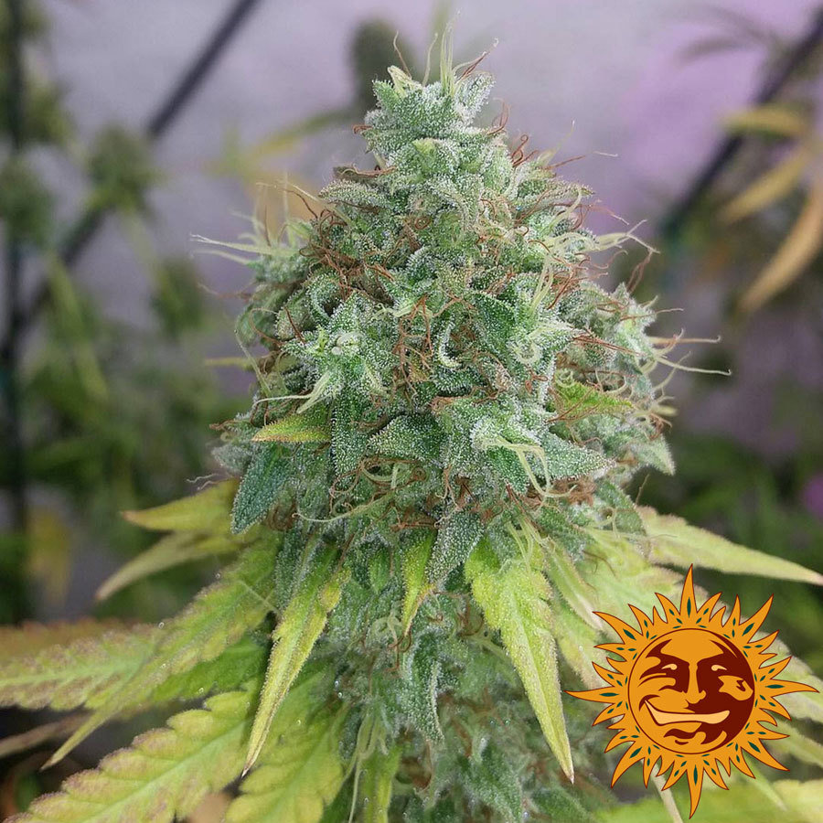 Barney's Farm - G13 Haze (fem.)