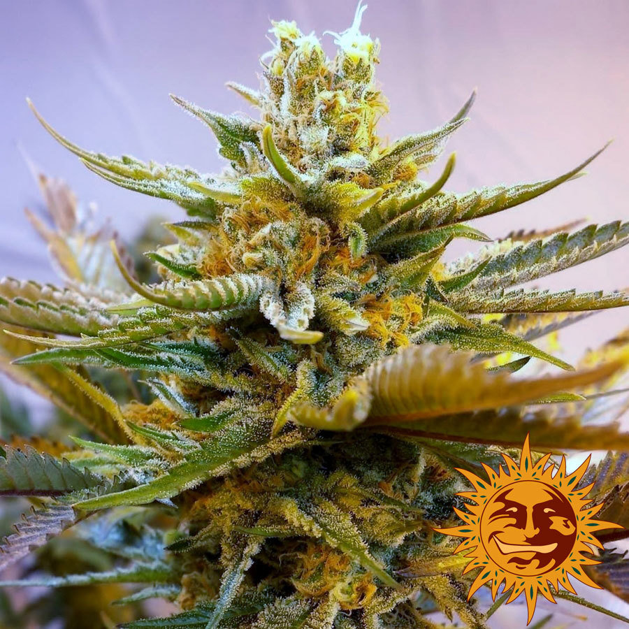Barney's Farm - G13 Haze (fem.)