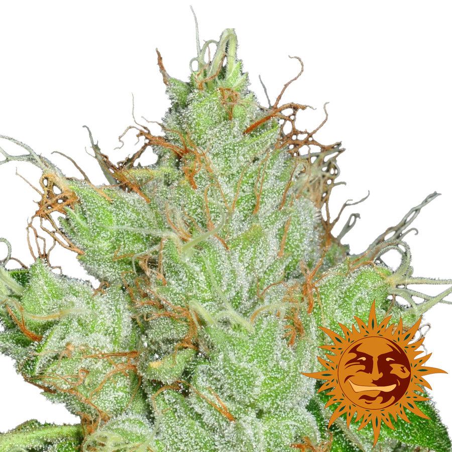 Barney's Farm - G13 Haze (reg.)