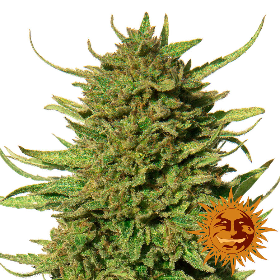 Barney's Farm - Critical Kush (fem.) 🏆