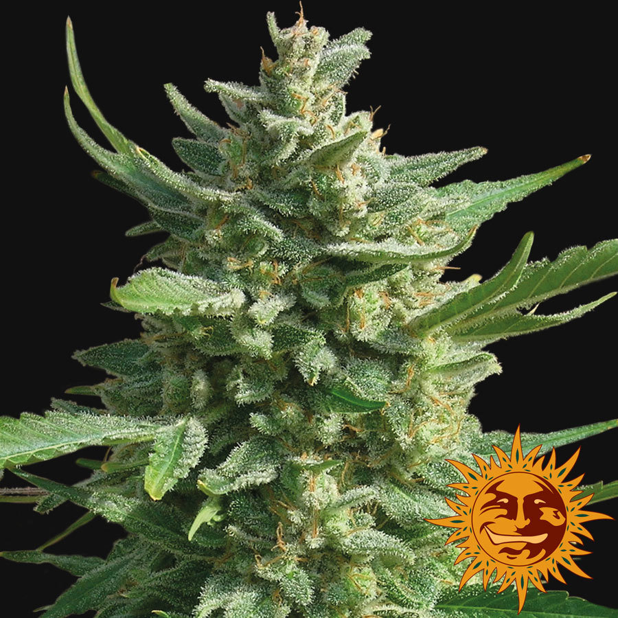Barney's Farm - Critical Kush (fem.) 🏆