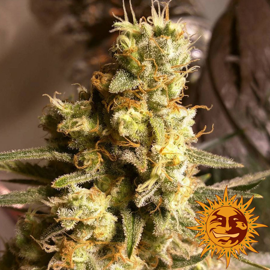 Barney's Farm - Critical Kush (fem.) 🏆
