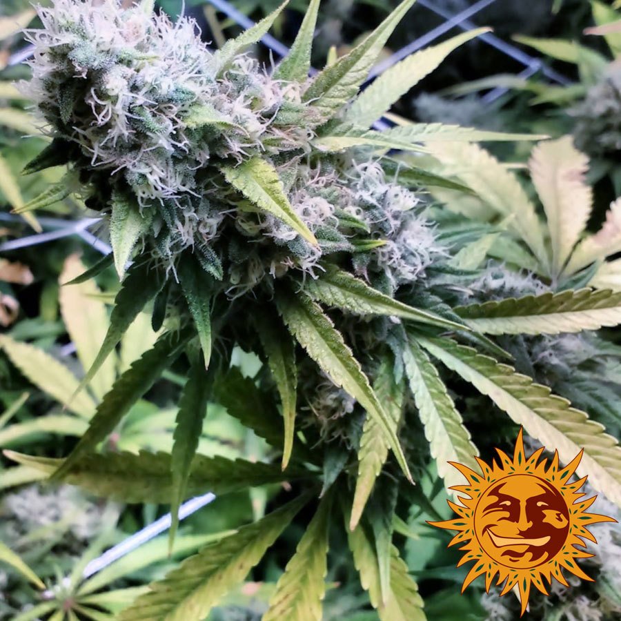 Barney's Farm - Critical Kush (fem.) 🏆